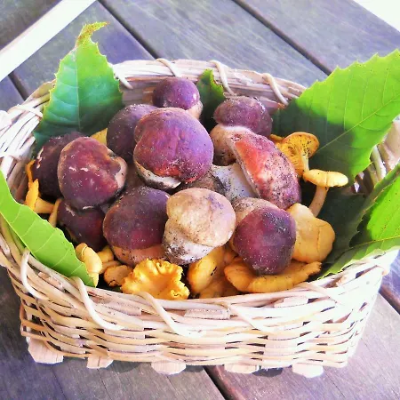 Agricampeggio Federicofarm